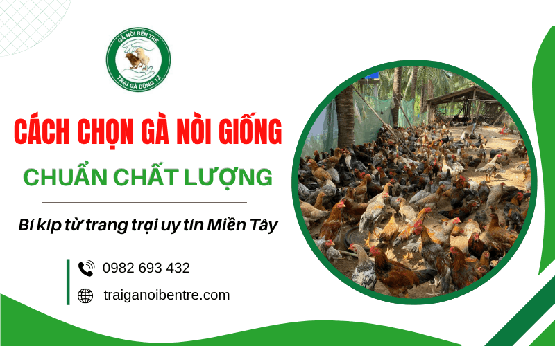 cách chọn gà nòi giống