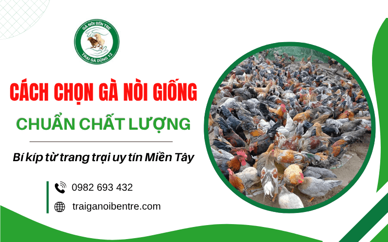 cách chọn gà nòi giống