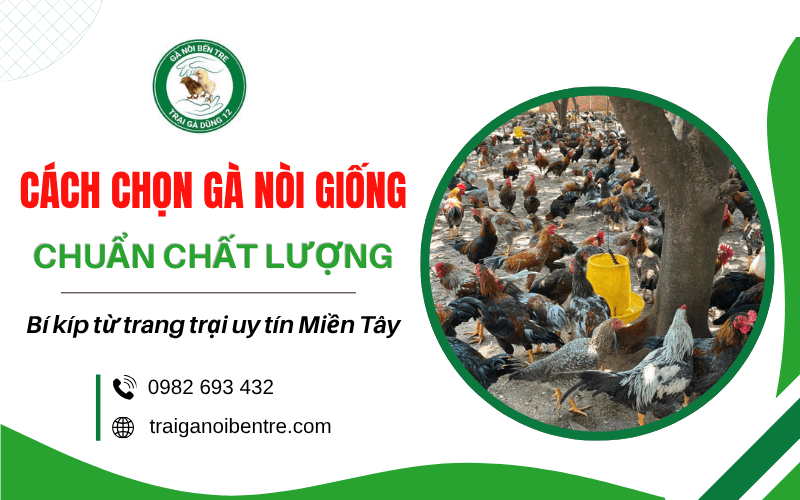 cách chọn gà nòi giống