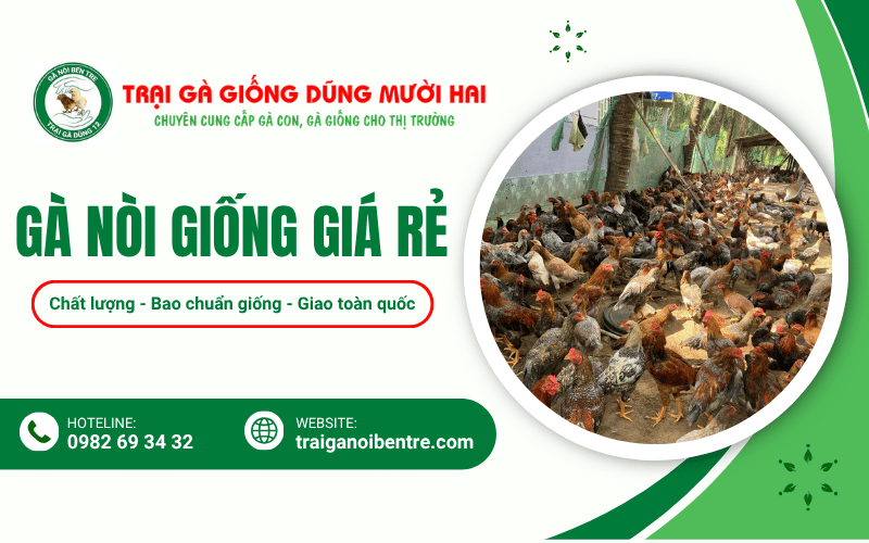 gà nòi giống giá rẻ
