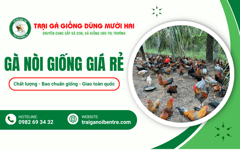 gà nòi giống giá rẻ