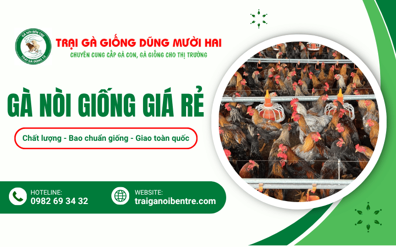 gà nòi giống giá rẻ
