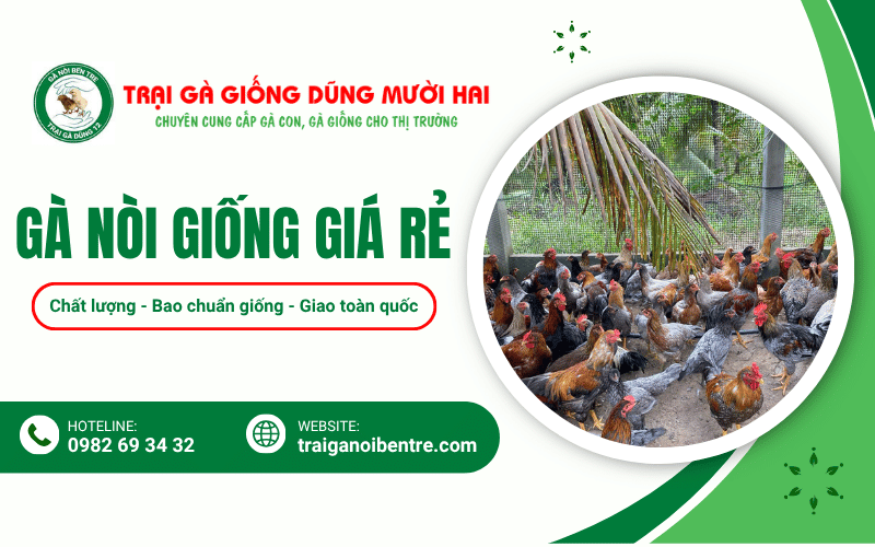 gà nòi giống giá rẻ