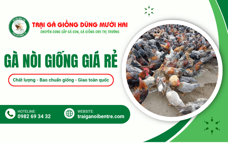 gà nòi giống giá rẻ