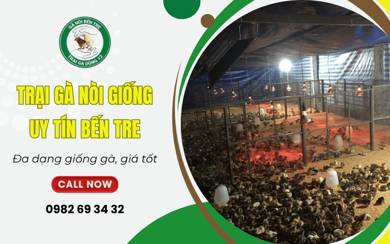 trại gà nòi giống uy tín Bến Tre