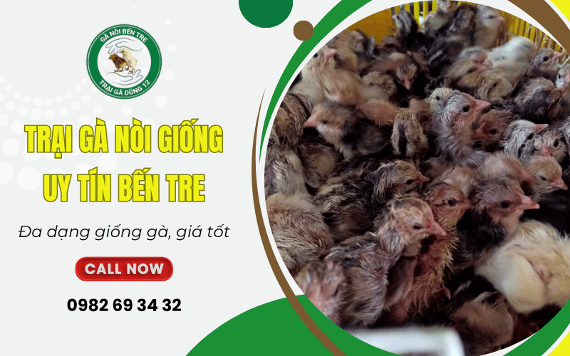 trại gà nòi giống uy tín Bến Tre