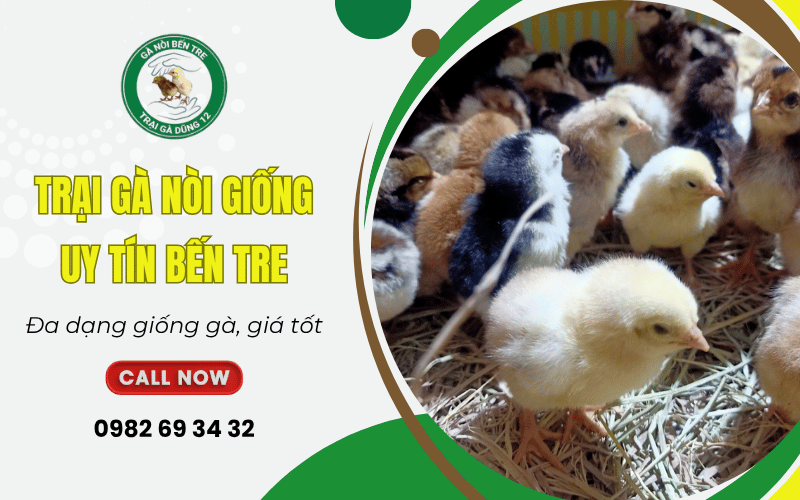 trại gà nòi giống uy tín Bến Tre