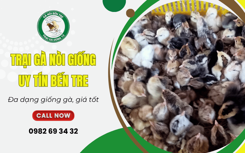 trại gà nòi giống uy tín Bến Tre