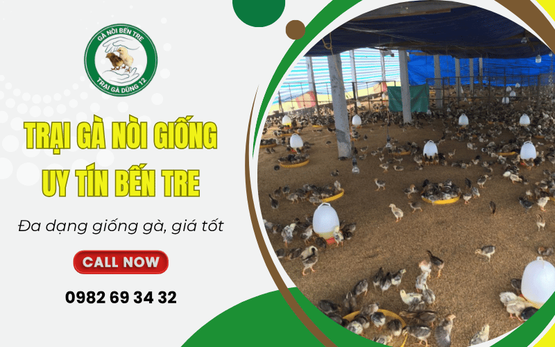 trại gà nòi giống uy tín Bến Tre